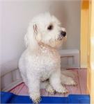 daycare pic 49 - Strauss